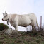 Vaca. Cow