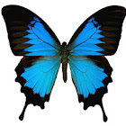 vidal