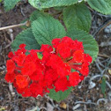Lantana