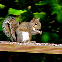 Eastern Gray Squirrel