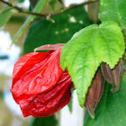 Flowering Maple.