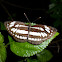 Common Sailer