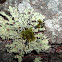 Liquen / Maritime Sunburst Lichen