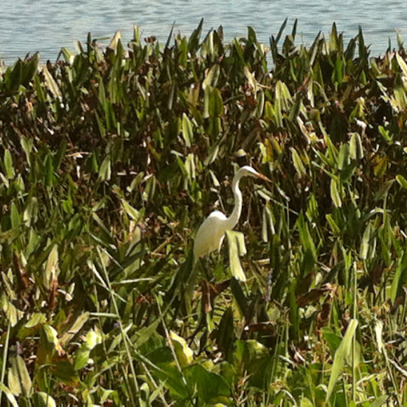 Spotting Image 1