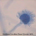 Aspergillus flavus