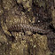Flat-backed Millipede