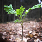 European Mountain-Ash, immature