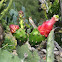 Prickley pear cactus