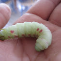 Small Eyed Sphinx Caterpillar