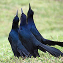 Boat-tailed grackle
