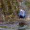 Little Blue Heron