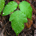 Eastern Poison Ivy
