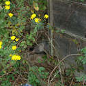 Nine Banded Armadillo