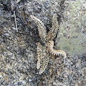Estrella de mar común (es)