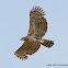 African Crowned Eagle