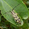 Long horned beetle