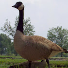 Canadian Goose