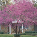 Redbud