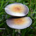 Hongo magico