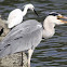 Grey heron