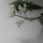 unknown plant
