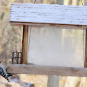 Downy Woodpecker