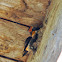 Barn Swallow