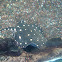 Bigtooth River Stingray