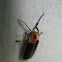 Firefly