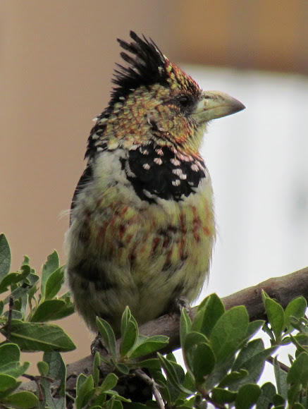 Spotting Image 1