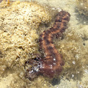 Weli/conspicuous sea cucumber