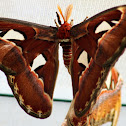 Cecropia Moth