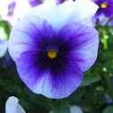 Mauve Pansy
