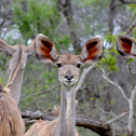 Kudu