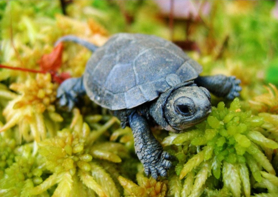 Blanding's Turtle