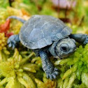 Blanding's Turtle