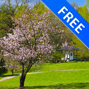 Pink Delicate Zen Sakura Scene.apk 1.6.2