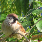 House sparrow
