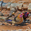 Violet-eared waxbill