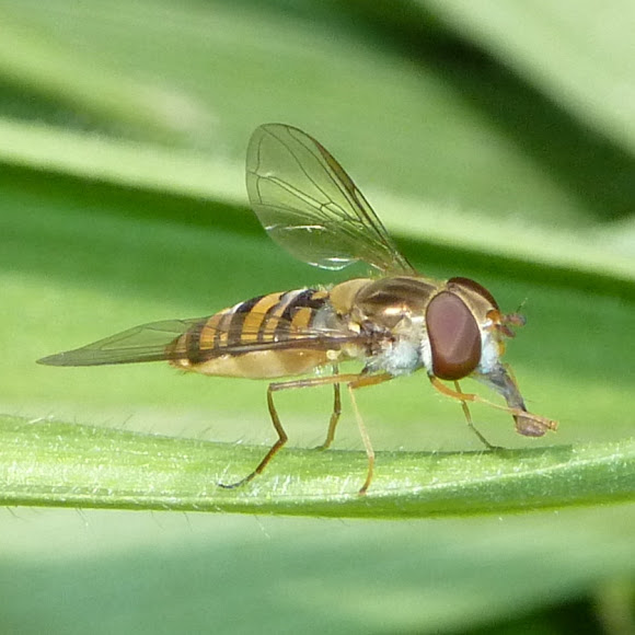 Spotting Image 1