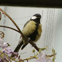 Great tit