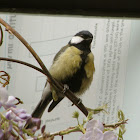 Great tit