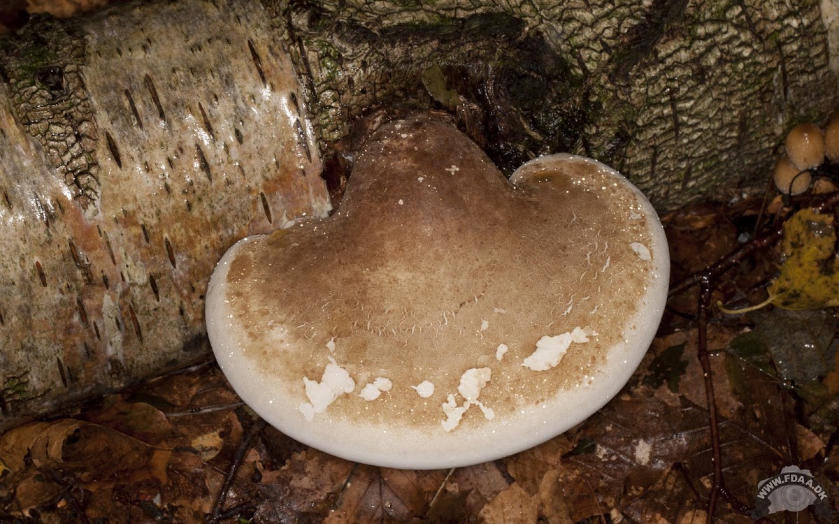 Birch polypore