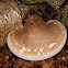 Birch polypore