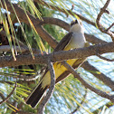 Western Kingbird