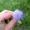 Field Scabious