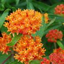 Butterfly Weed