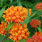 Butterfly Weed
