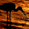 White Ibis