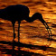 White Ibis